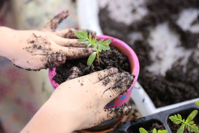 Cropped hands of person planting