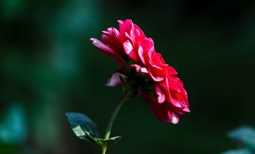 Close-up of pink rose flower