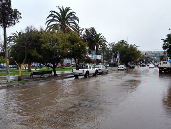 Wet street by trees against sky in city