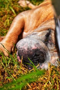 Close-up of a dog on field