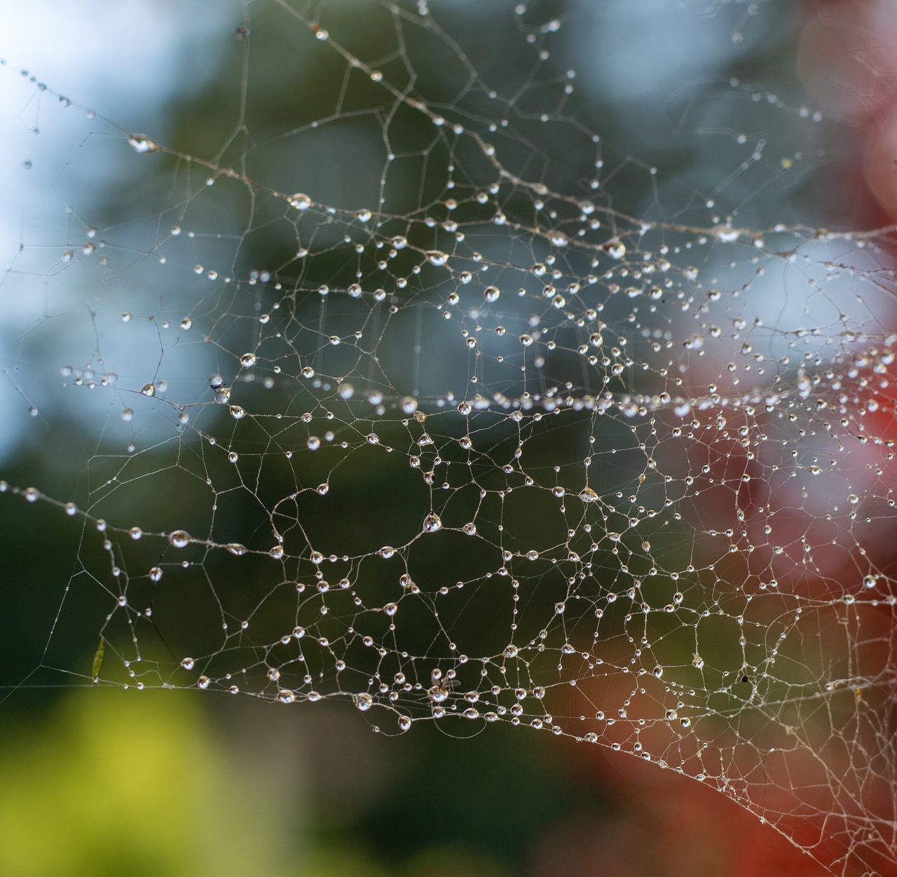 CLOSE-UP OF SPIDER ON WEB WITH DEW DROPS