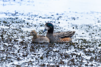 Duck swimming in lake