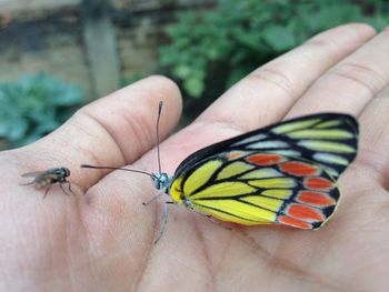 Close-up of butterfly on hand