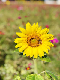 Close-up of yellow flower