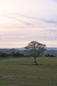 Scenic view of field against sky at sunset