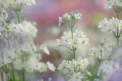 Close-up of white flowering plants