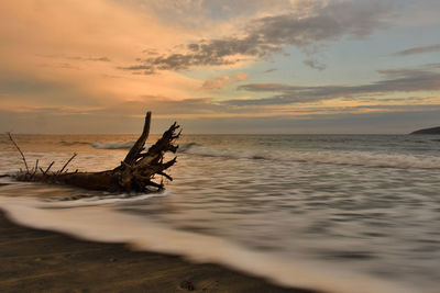 Driftwood on beach against sky during sunset