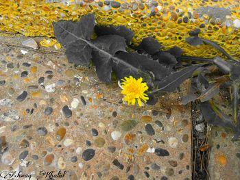 Close-up of yellow flowers