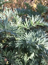 Close-up of pine tree