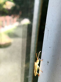 Close-up of insect on glass window