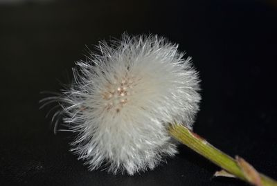 Close-up of dandelion against white background