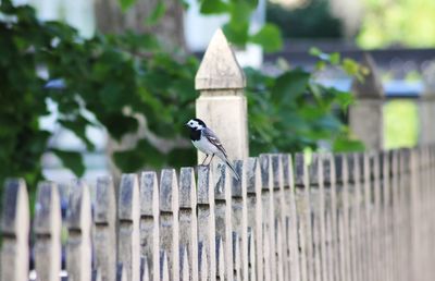 Bird perching on wooden post