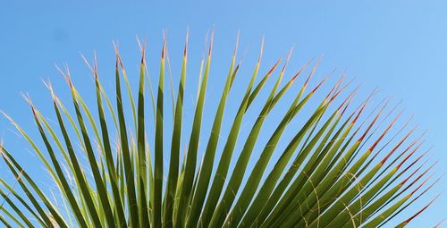 Low angle view of palm leaf against clear blue sky