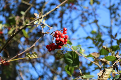 Low angle view of red berries on tree