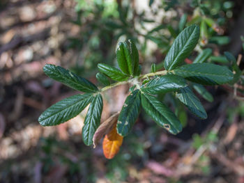 Close-up of fresh green plant