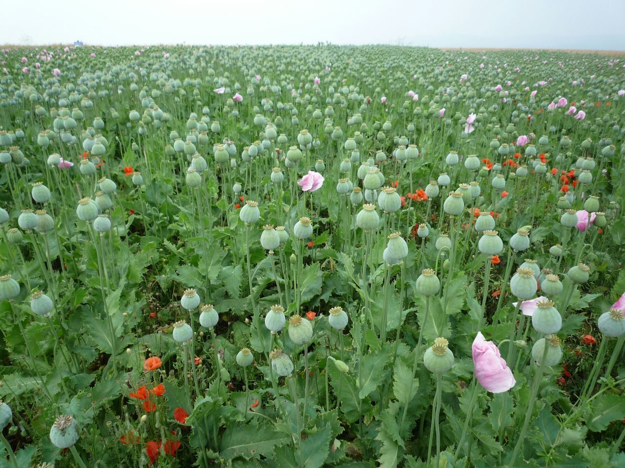 flower, freshness, growth, field, beauty in nature, fragility, plant, blooming, nature, green color, petal, abundance, tulip, flower head, landscape, grass, in bloom, meadow, wildflower, flowerbed