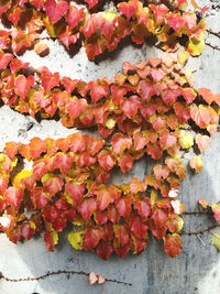 High angle view of maple leaves on plant during autumn