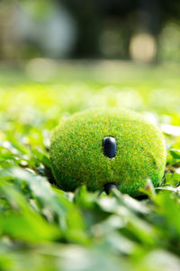 Close-up of green snake on grass