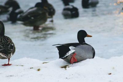 Bird on water during winter