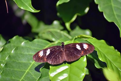 Close-up of butterfly on leaves