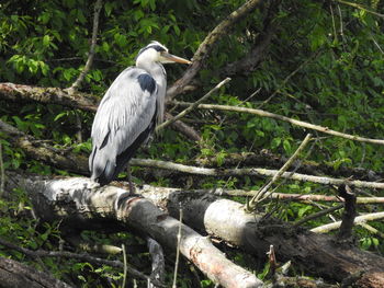 View of bird perching on tree in forest