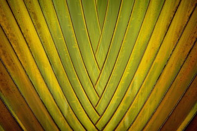 Full frame shot of green leaves