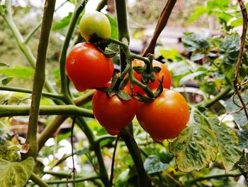 Close-up of tomatoes on plant