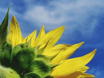 Close-up of sunflower plant against cloudy sky