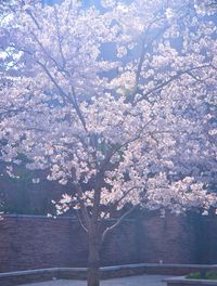 Low angle view of flowers on tree
