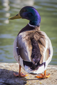 Close-up of a bird