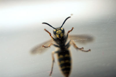 Close-up of spider