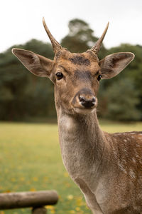 Close-up portrait of deer