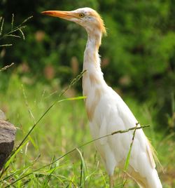 Close-up of crane bird in green grass.