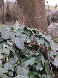 Close-up of leaves on tree