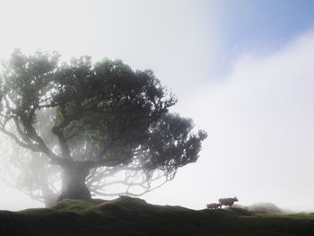 Low angle view of trees against sky