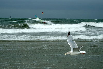 Seagull flying over sea