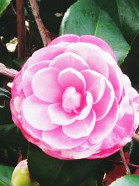 Close-up of pink rose