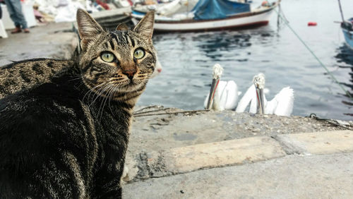 Portrait of a cat