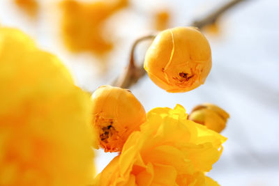 Close-up of yellow flowering plant