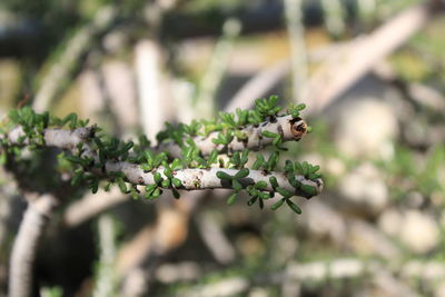 Close-up of a branch with green new leaves