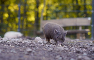 Close-up of a animal on field