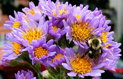 Close-up of bee on purple flowers