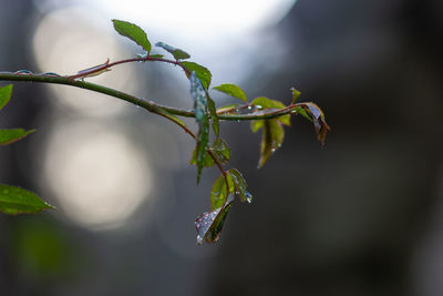 Close-up of plant growing outdoors