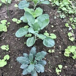 High angle view of leaves on field