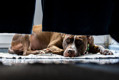 Portrait of dog resting on floor