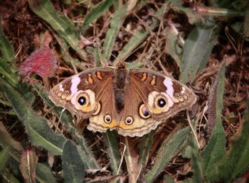 Close-up of butterfly on leaf