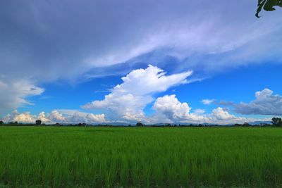 Scenic view of agricultural field against sky