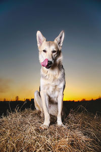 View of dog sitting on field against sky during sunset