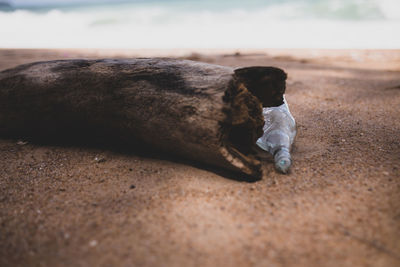 Close-up of boy relaxing on beach
