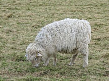 Sheep standing on field